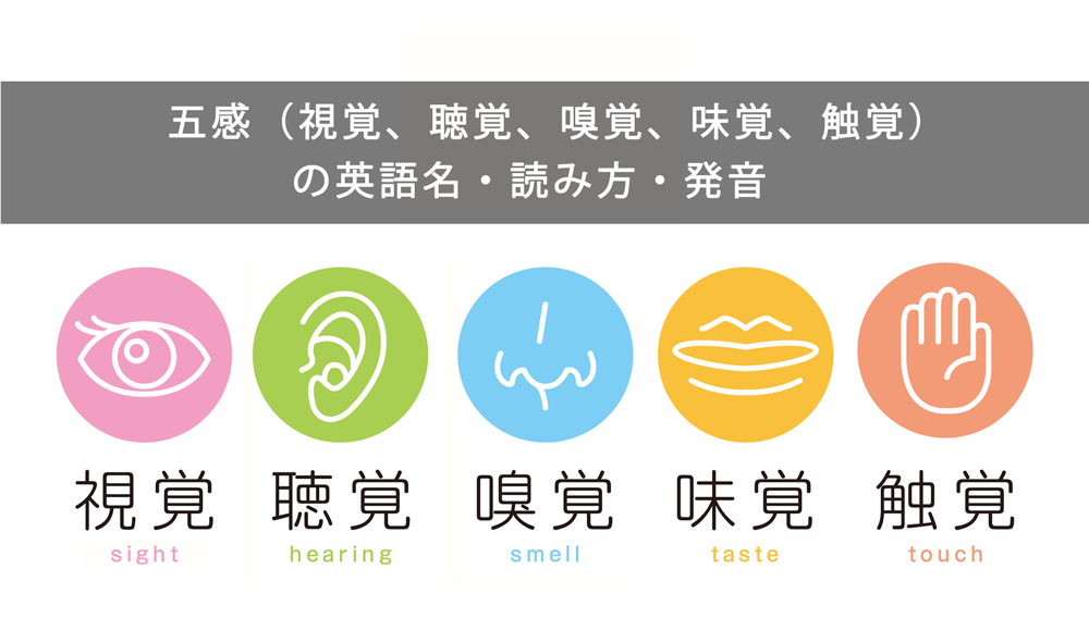 五感(視覚、聴覚、嗅覚、味覚、触覚)の英語名・読み方・発音一覧(発音記号・音声付き)